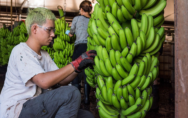 Ảnh minh họa: Bộ Nông nghiệp, Nguồn nước và Môi trường Australia.