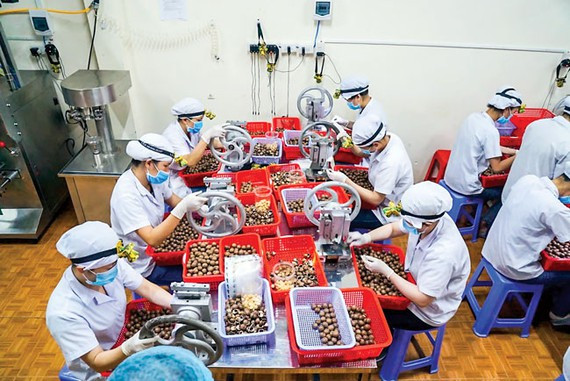 Chế biến hạt mắc-ca xuất khẩu.