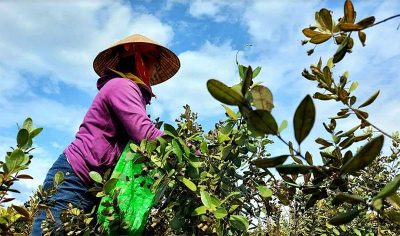 Người dân Cao Quảng thu hoạch sim. (Ảnh: CTV) 