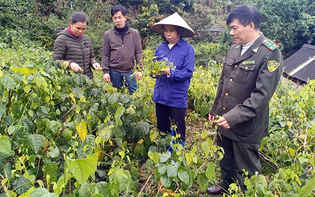 Cán bộ Vườn quốc gia Ba Bể hướng dẫn cho người dân kỹ thuật chăm sóc, thu hoạch rau bò khai.