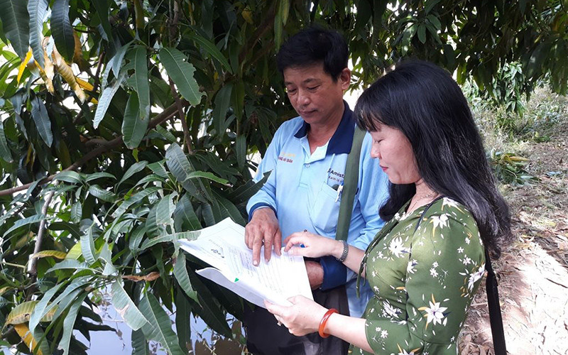 Kiểm tra nhật ký trồng xoài theo hướng VietGAP ở huyện Cao Lãnh (Đồng Tháp).