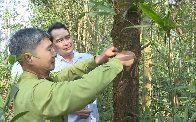  Rừng FSC của người dân xã Cao Kỳ (Chợ Mới) đã đến tuổi khai thác nhưng không có đơn vị thu mua như cam kết. (Ảnh chụp trước khi dịch Covid-19 bùng phát)