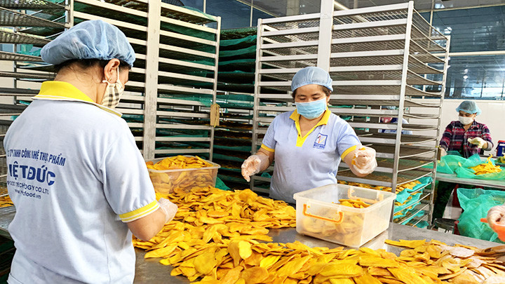 Chế biến sản phẩm xoài sấy dẻo. Ảnh: HỮU ĐỨC