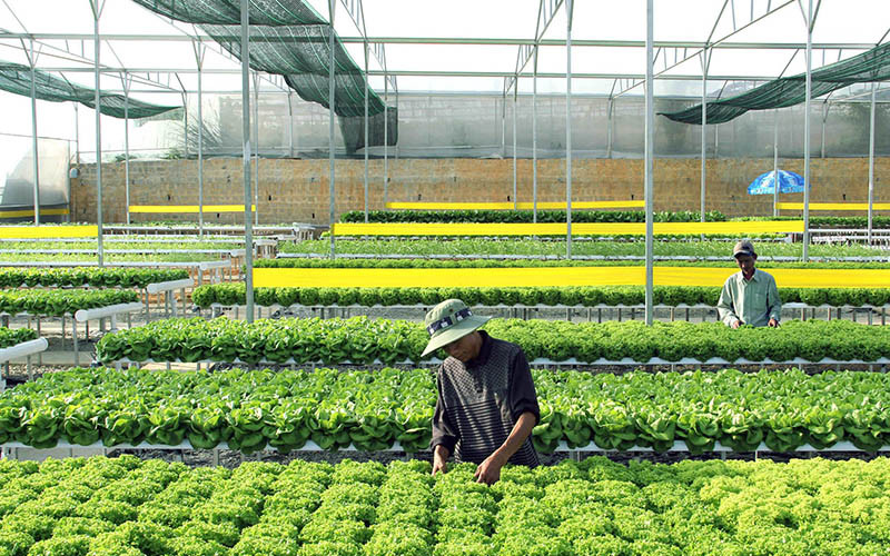 Chăm sóc rau thủy canh trên đất quy hoạch nông nghiệp công nghệ cao tại TP Đà Lạt (Lâm Đồng). Ảnh: VĂN BẢO