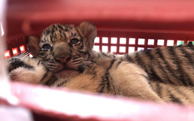 Hổ con được được bàn giao Vườn quốc gia Pù Mát nuôi dưỡng.