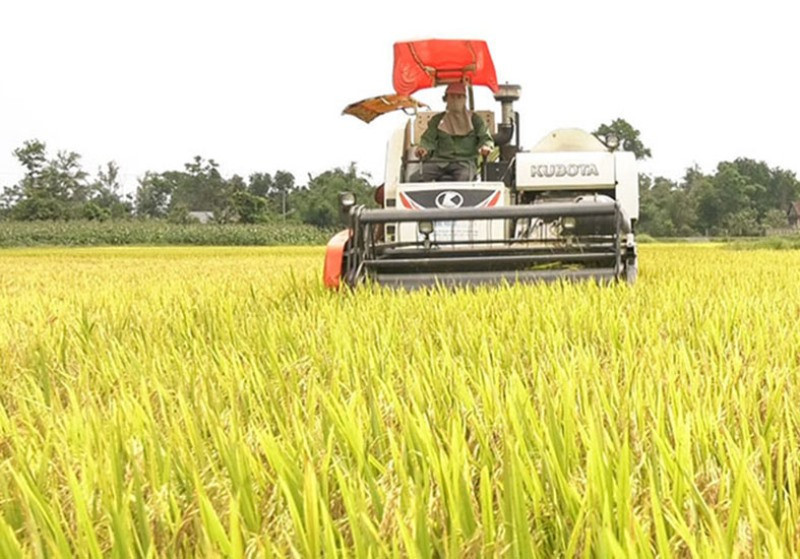 Nông dân huyện Vĩnh Linh thu hoạch lúa đông xuân.