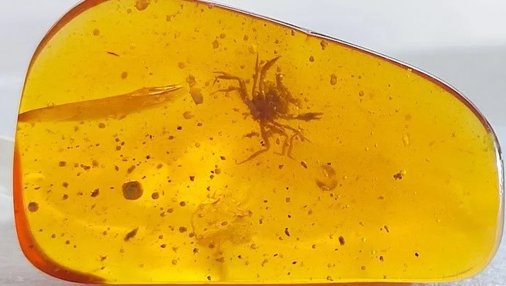 Cua hóa thạch trong miếng hổ phách từ gần 100 triệu năm trước. Ảnh: Lida Xing.