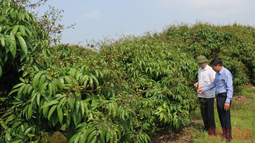 Các vườn vải tại huyện Thanh Hà, tỉnh Hải Dương được kiểm tra, giám sát chặt chẽ trước và sau khi cấp mã số vùng trồng để phục vụ xuất khẩu. (Ảnh: HÀ ANH) 
