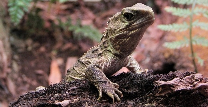 Tuatara là loài bò sát đặc hữu của New Zealand. Ảnh: Pixabay.