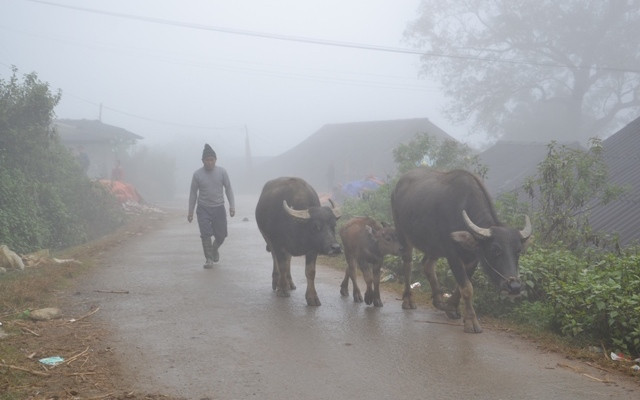 Người dân Sa Pa di chuyển trâu xuống vùng thấp tránh rét hại.