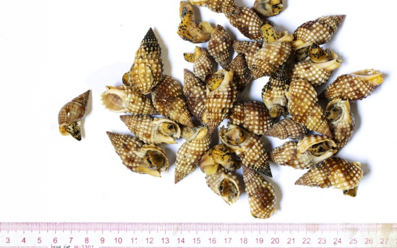 Mẫu vật ốc biển thu thập từ vụ ngộ độc thực phẩm tại Vạn Ninh, Khánh Hòa.