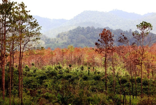 Rừng thông tại tiểu khu 292, địa bàn xã Tân Thanh, huyện Lâm Hà (Lâm Đồng) bị hạ độc đã chuyển màu héo úa.