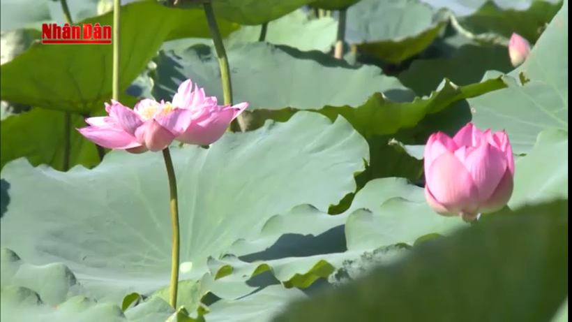 Hình tượng hoa sen trong văn hóa Việt