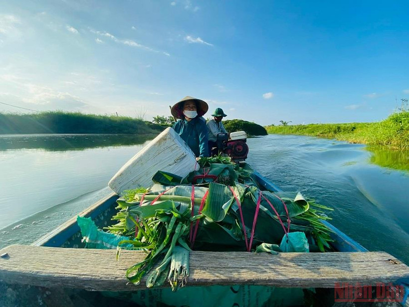Cuộc sống “du mục” của người dân giữa bãi bồi sông Trà Khúc.