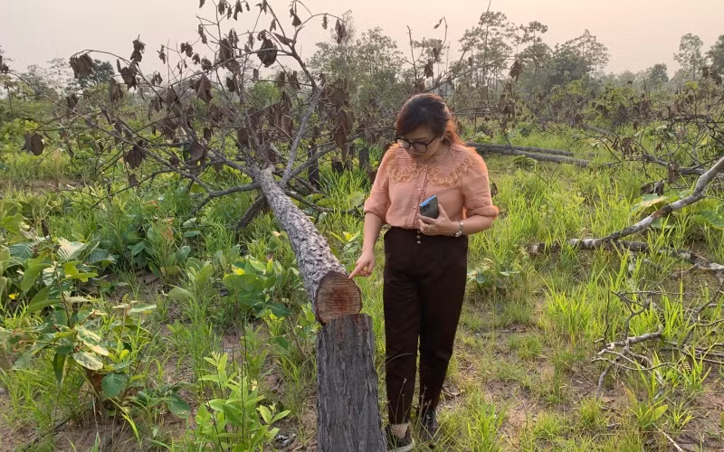 Rừng tự nhiên thuộc dự án Làng thanh niên lập nghiệp biên giới Ia Lốp, xã Ia Lốp, huyệ Ea Súp quản lý bị tàn phá trái phép.