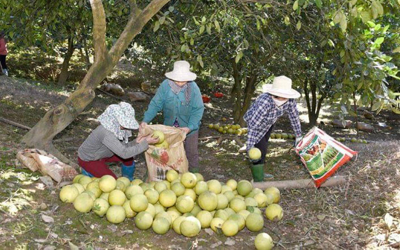 Người dân xã Xuân Vân thu hoạch bưởi Soi Hà.