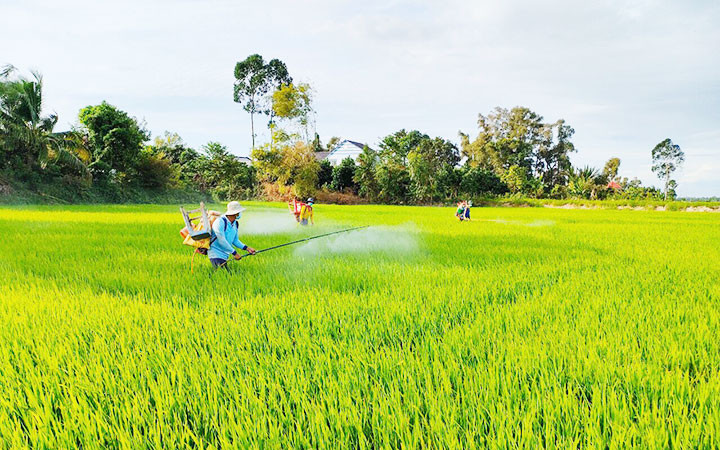 Mô hình bón phân, phun thuốc và thu hoạch nông sản giúp nông dân trong dịch Covid-19 của huyện Cao Lãnh (Đồng Tháp). Ảnh: HỮU NGHĨA
