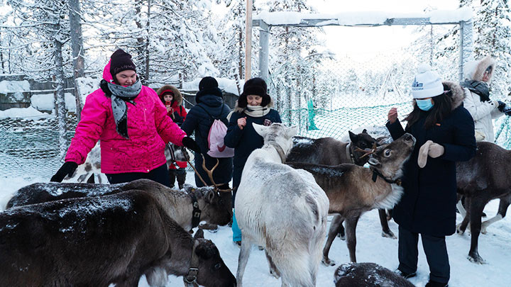 Tuần lộc vây quanh du khách tại làng "Sam Syit".