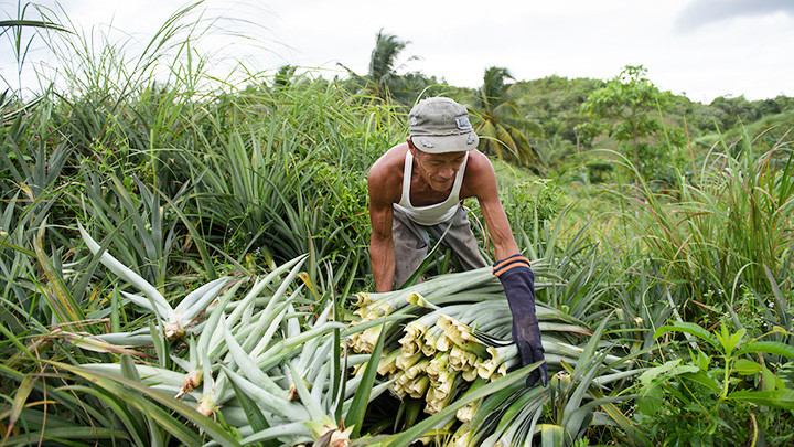 Thu gom lá dứa tại Philippines để chế tạo chất liệu may mới. Ảnh: WN