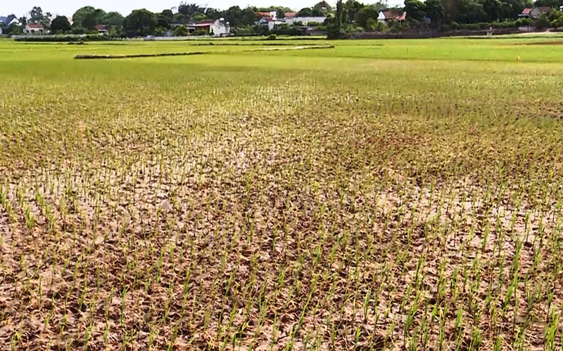 Đồng lúa phía đông kênh De huyện Hậu Lộc thiếu nước tưới.