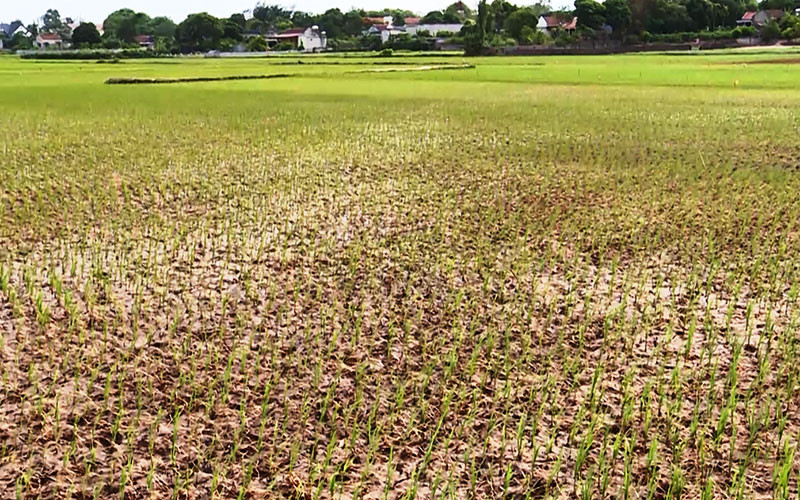 Đồng lúa phía đông kênh De huyện Hậu Lộc thiếu nước tưới.