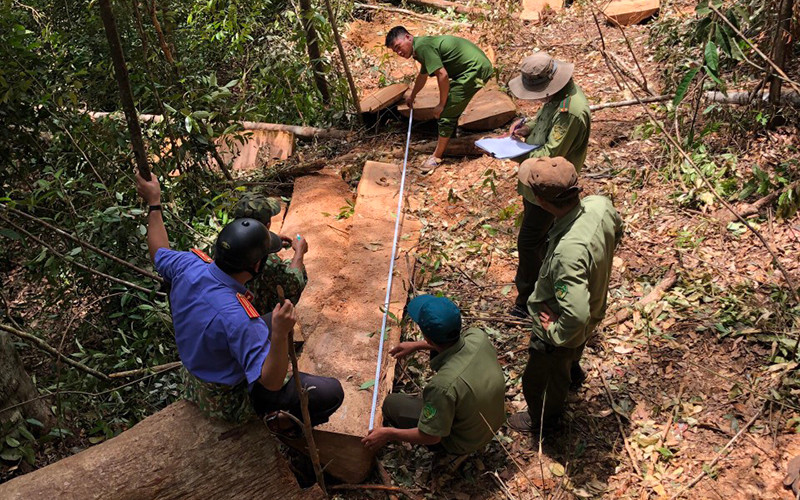 Hiện trường vụ khai thác gỗ trái phép tại lâm phần do Công ty TNHH MTV lâm nghiệp Đức Hòa quản lý.