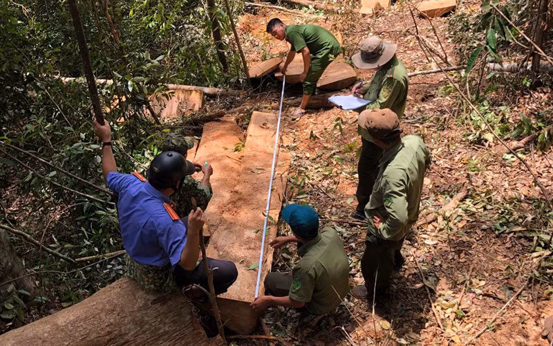 Hiện trường vụ khai thác gỗ trái phép tại lâm phần do Công ty TNHH MTV lâm nghiệp Đức Hòa quản lý.