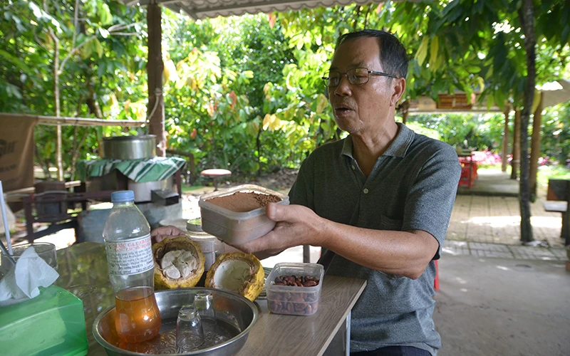 Ông Mười Cương thực hiện quy trình chế biến ca-cao cho khách tham quan.