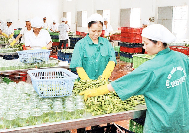 Sản xuất nông sản xuất khẩu tại Công ty CP xuất nhập khẩu VIFOCO (xã Song Khê, huyện Yên Dũng, tỉnh Bắc Giang). Ảnh: TRẦN VIỆT