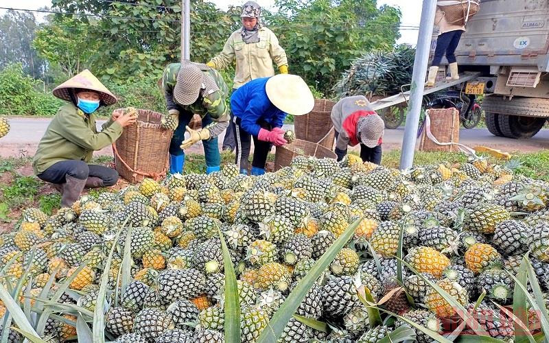 Nhà máy chế biến dứa Đồng Giao thu mua dứa quả tại ngay chân ruộng cho bà con.