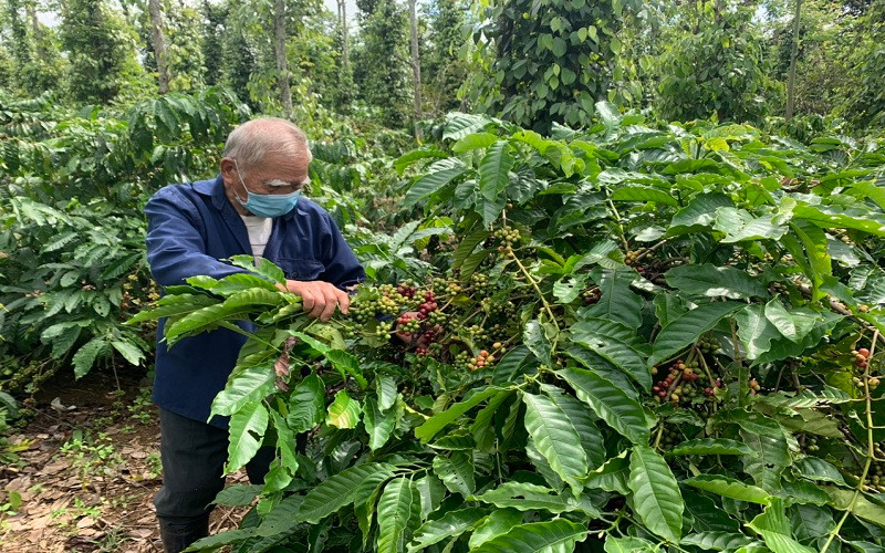 Người dân ở Đắk LắK kiểm tra sâu bệnh gây hại cho cây cà-phê. (Ảnh: Công Lý)