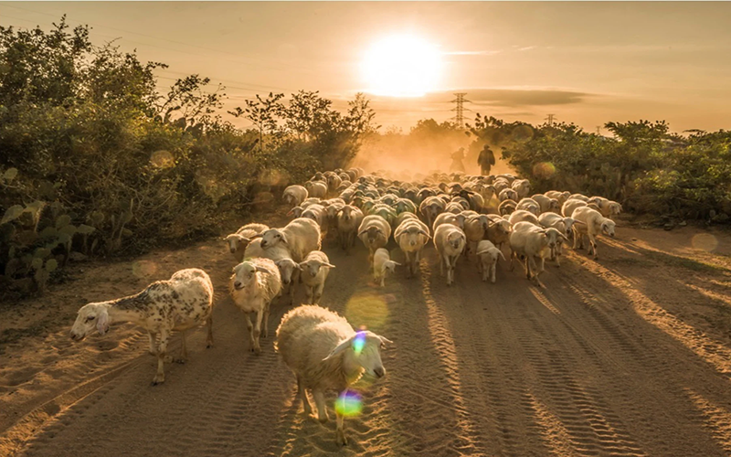 Trại cừu An Hòa, điểm đến không thể bỏ qua khi đến Ninh Thuận.