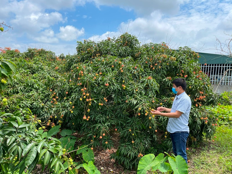 Diện tích vải quả ở Thanh Hà hầu hết được chăm sóc theo tiêu chuẩn VietGAP.