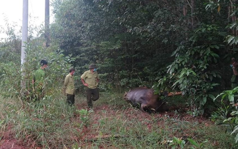 Lực lượng chức năng khám nghiệm hiện trường một cá thể bò tót chết trong Khu bảo tồn thiên nhiên văn hóa Đồng Nai.