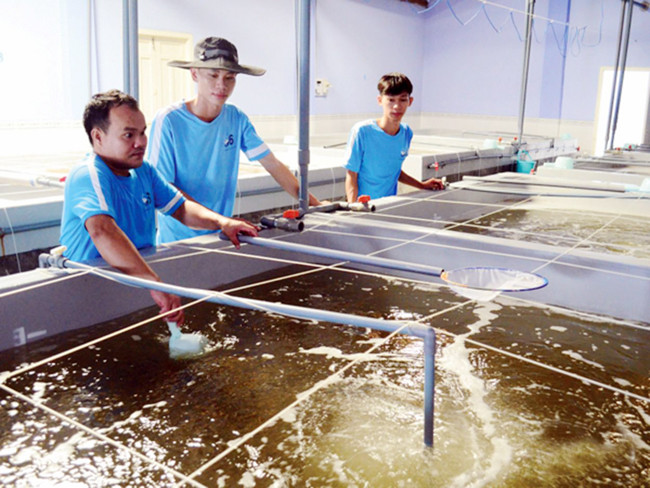 Sản xuất tôm giống chất lượng cao tại Công ty cổ phần đầu tư S6, huyện Ninh Hải (Ninh Thuận). Ảnh: BẢO THƯƠNG