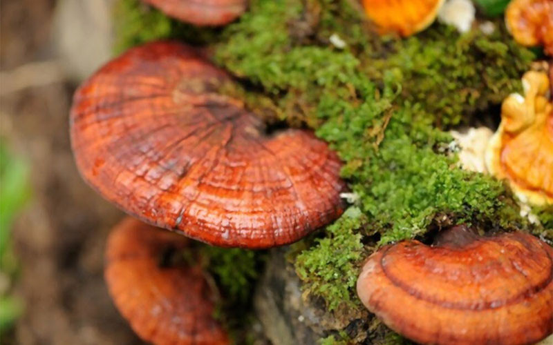 Hình ảnh minh họa