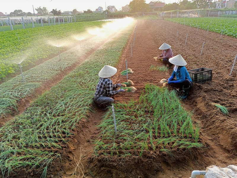 Nông dân xã Quỳnh Liên, thị xã Hoàng Mai (Nghệ An) tích cực chuyển đổi cơ cấu cây trồng cho thu nhập cao.