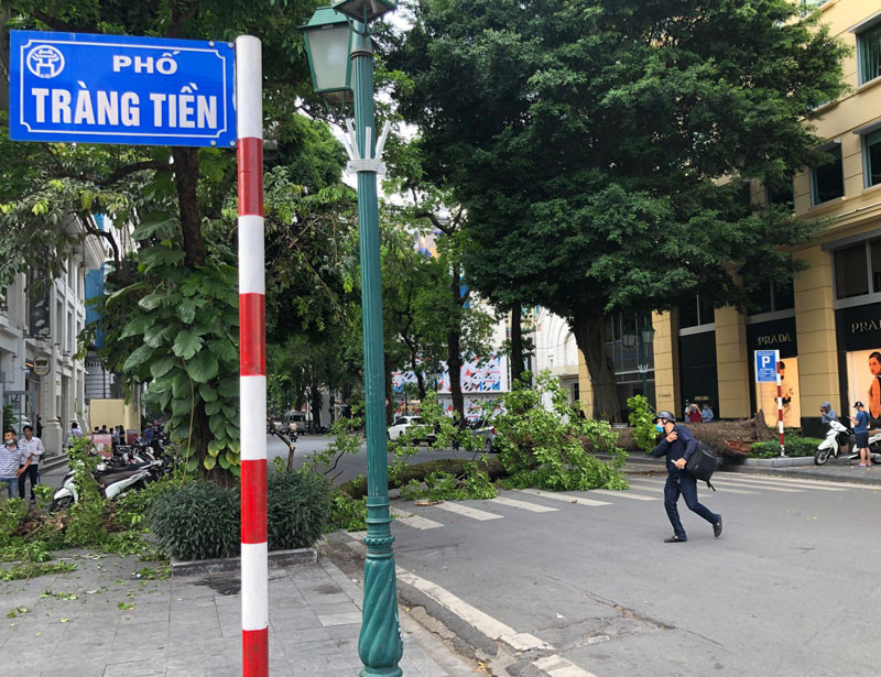 Cây đổ chắn ngang đường Lý Thái Tổ.