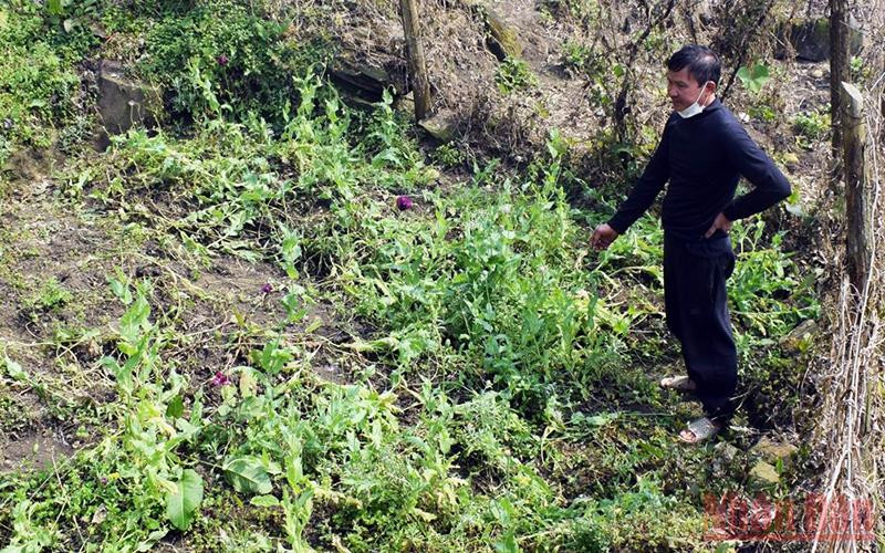 Đối tượng Nguyễn Văn Doanh và mảnh đất trồng cây thuốc phiện trái phép trong vườn nhà.