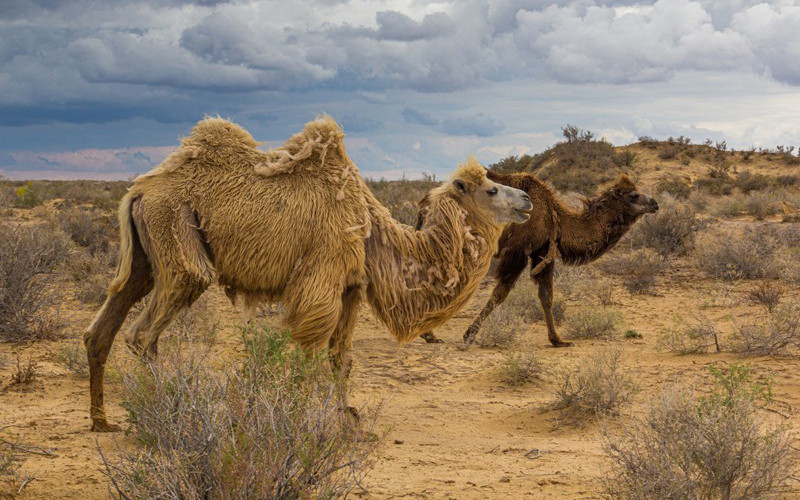 Sự lan rộng của các sa mạc ở Uzbekistan và các nước lân cận sẽ làm thay đổi thành phần của các hệ sinh thái. (Ảnh: Shutterstock/Nature)