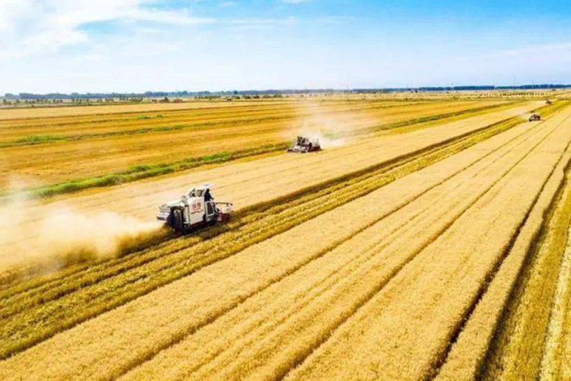 Thu hoạch lúa mì ở Trung Quốc. (Ảnh minh họa)