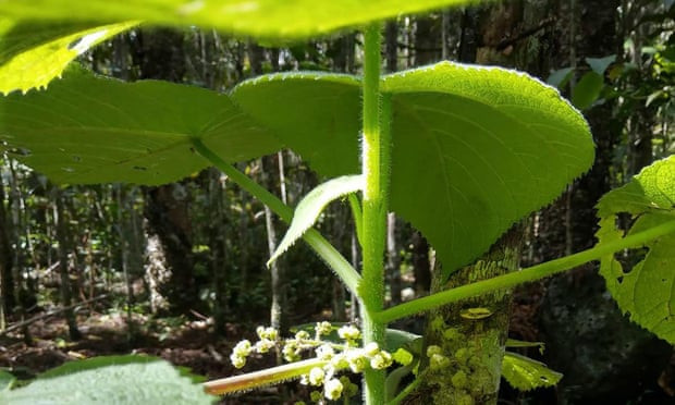 Đây là loại cây độc nhất trong số các loại cây châm chích vào da người. Ảnh: The Conversation.
