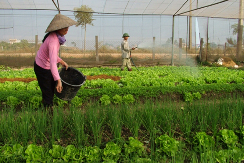 Đầu tư vào nông nghiệp cần những chiến lược dài hơi (ảnh minh họa)