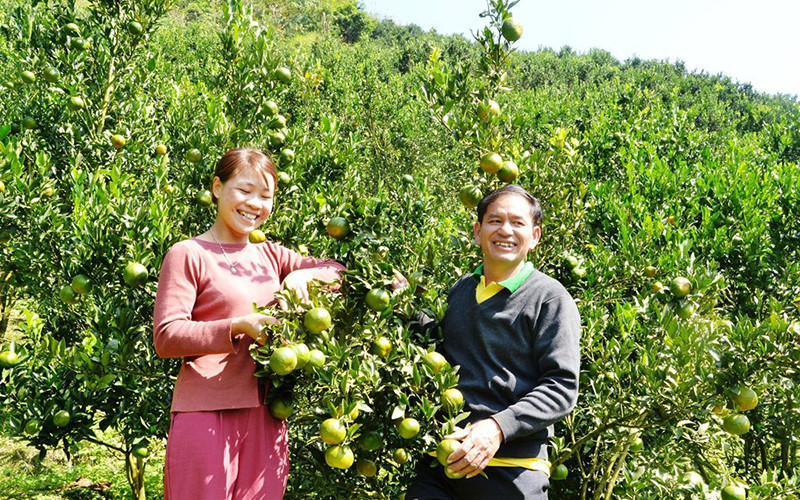 Ông Làn Mậu Thành trong đồi quýt của gia đình.