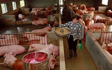 Trang trại chăn nuôi tại xã Trung Châu, huyện Đan Phượng. Ảnh: Bá Hoạt