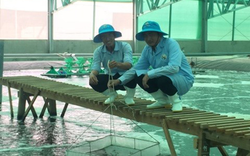 Mô hình Nuôi tôm công nghệ cao tại Công ty TNHH Việt Úc huyện Phú Mỹ, tỉnh Bình Định.