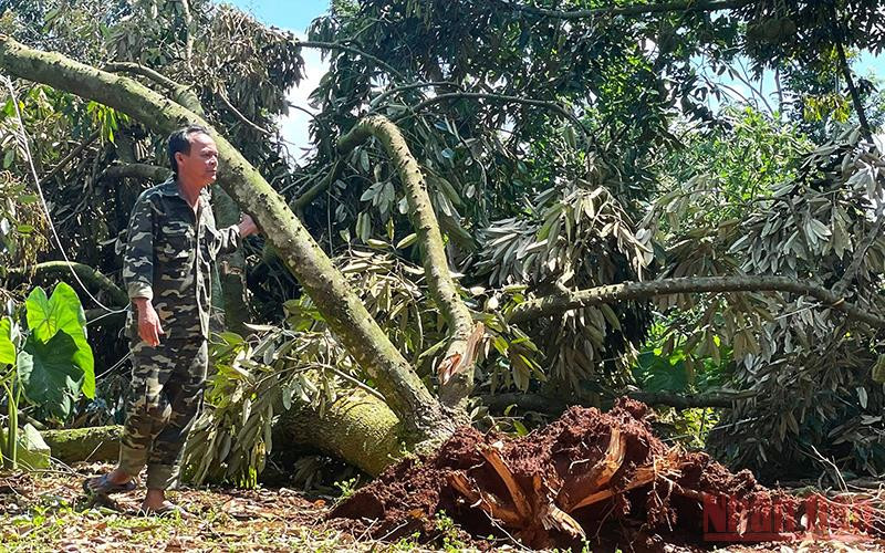 Người dân xót xa bên vườn sầu riêng bị gãy đổ.