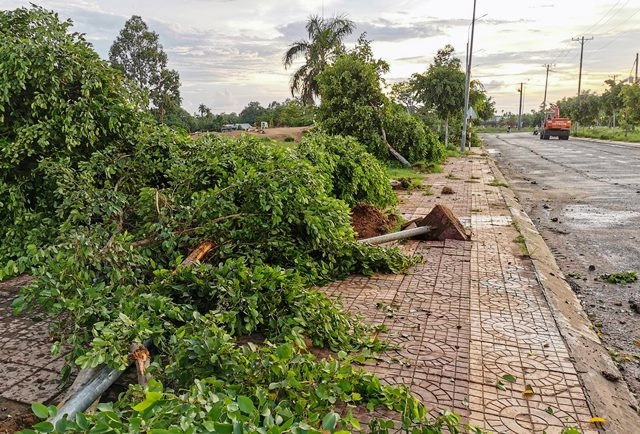 Hàng loạt cây xanh ở thị trấn Phong Điền bị bật gốc do giông lốc.