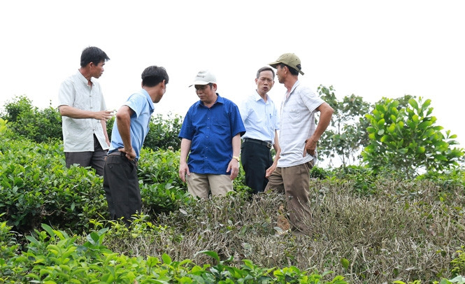 Vạt chè phun thuốc diệt cỏ bị chết khô.