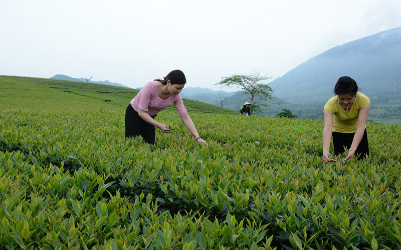 Nông dân huyện Văn Chấn thu hoạch chè.